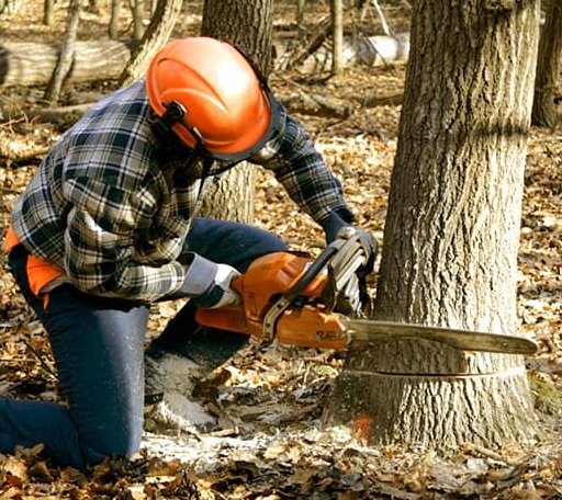 Tree Removal in Estherwood, LA